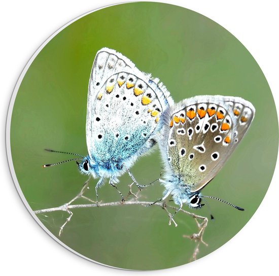 WallClassics - PVC Schuimplaat Muurcirkel - Icarusblauwtjes Vlinders op een Takje - 20x20 cm Foto op Muurcirkel (met ophangsysteem)