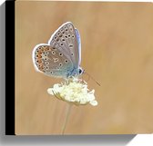 WallClassics - Canvas  - Icarusblauwtje Vlinder op Witte Bloem - 30x30 cm Foto op Canvas Schilderij (Wanddecoratie op Canvas)
