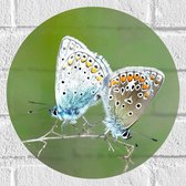 WallClassics - Muursticker Cirkel - Icarusblauwtjes Vlinders op een Takje - 30x30 cm Foto op Muursticker