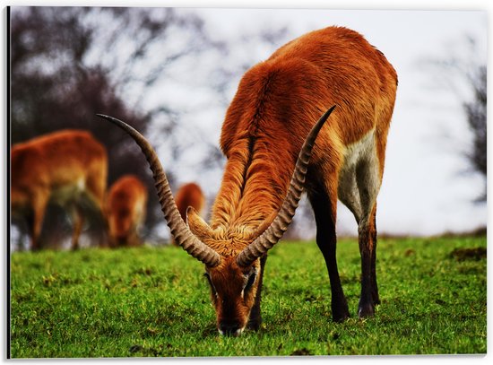 WallClassics - Dibond - Bok Grazend - 40x30 cm Foto op Aluminium (Met Ophangsysteem)