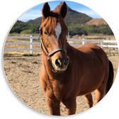 WallClassics - Cercle mural en mousse PVC - Cheval brun - Photo 30 x 30 cm sur cercle mural (avec système de suspension)