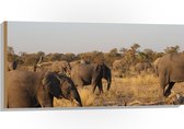WallClassics - Hout - Kudde Afrikaanse Olifanten - 100x50 cm - 12 mm dik - Foto op Hout (Met Ophangsysteem)