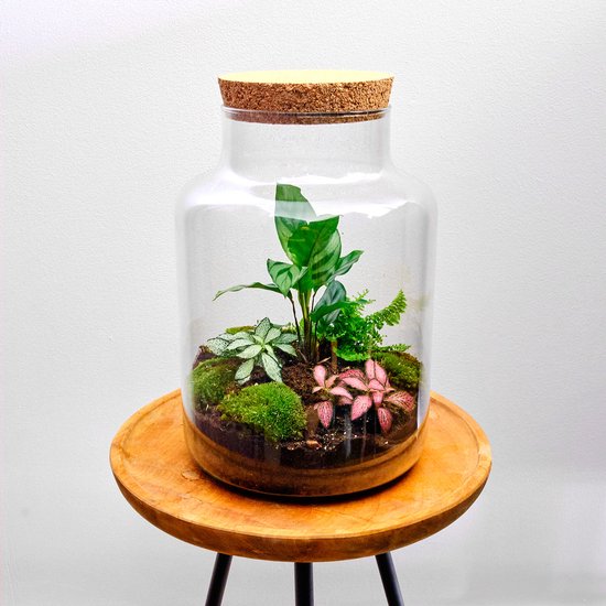 Planten terrarium met licht - Ecosysteem plant met lamp