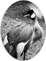 WallClassics - PVC Schuimplaat Ovaal - Grijze Kroonkraanvogel Zwart / Wit - 42x56 cm Foto op Ovaal (Met Ophangsysteem)