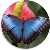 WallClassics - PVC Schuimplaat Muurcirkel - Blauw Zwarte Vlinder op Rode Bloem - 50x50 cm Foto op Muurcirkel (met ophangsysteem)