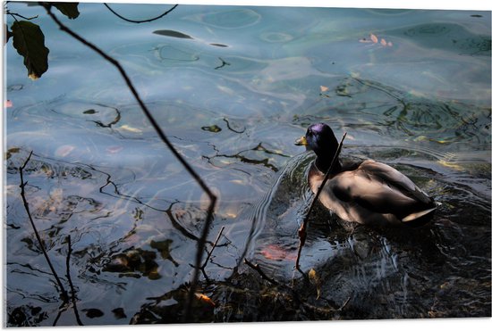 WallClassics - Verre Acrylique - Canard nageant dans l' Water - 90x60 cm Photo sur Verre Acrylique (avec système de suspension)