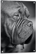 WallClassics - Tuinposter – Bordeaux hond Zwart / Wit - 60x90 cm Foto op Tuinposter  (wanddecoratie voor buiten en binnen)