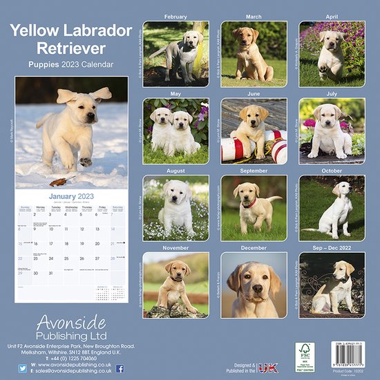 Labrador Retriever Blond Puppies Kalender 2023  bol.com
