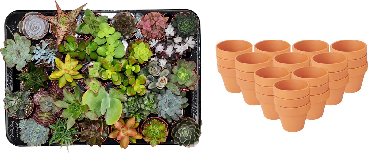 DutchLeafs Gymnocalycium Mix Geënt Mini Cactussen - 10 Stuks - Kwekerspot 5,5 cm