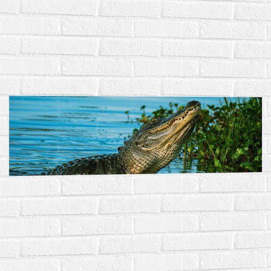 WallClassics - Muursticker - Krokodil aan de Rand van een Rivier - 90x30 cm Foto op Muursticker