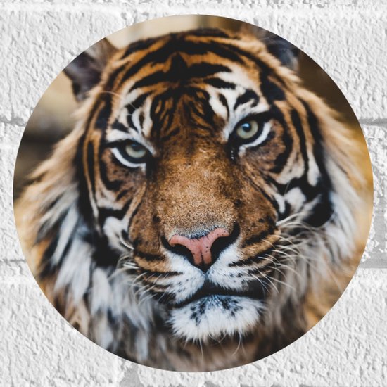 WallClassics - Muursticker Cercle - Tigre dans le cirque - 20x20 cm Photo sur Muursticker