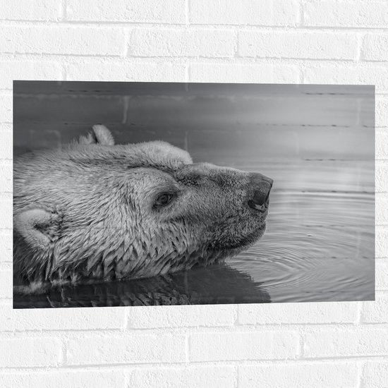 WallClassics - Muursticker - Ours polaire nageant dans l' Water Zwart/ Wit - 75x50 cm Photo sur Muursticker