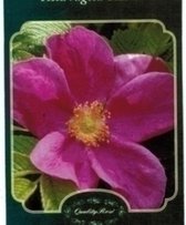 Rosa rugosa 'Rubra' - Bottelroos in pot