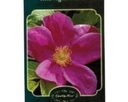 Rosa rugosa 'Rubra' - Bottelroos in pot
