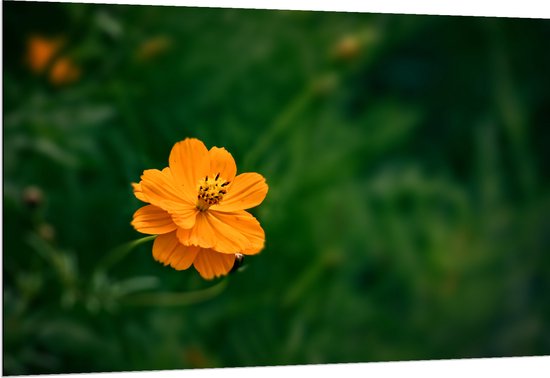 Dibond - Oranje Cosmos Sulphureus Bloem voor Donker Groene Achtergrond - 150x100 cm Foto op Aluminium (Met Ophangsysteem)