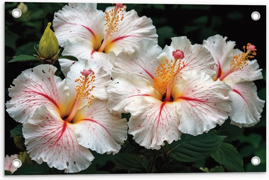 Tuinposter – Witte met Roze en Gele Hibiscus Bloemen - 60x40 cm Foto op Tuinposter (wanddecoratie voor buiten en binnen)