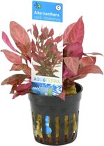 Moerings - Plantes d'aquarium : 6x carte Alternanthera. rosanervig en pot 5 cm