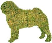 Hond Pug Mopshond - Mos