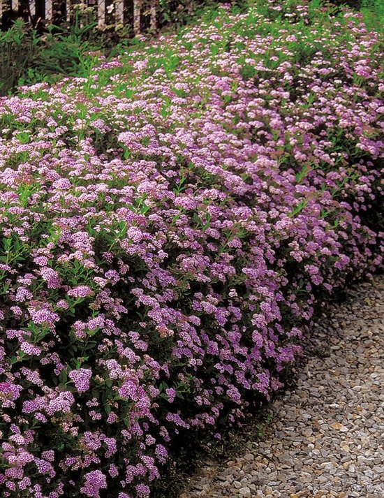 Spiraea