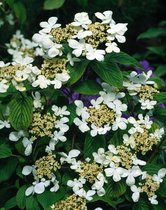 1 stuk(s) | Viburnum plicatum 'St Keverne' C4 30-40 cm