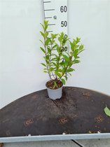 1 stuk(s) | Hydrangea paniculata 'Grandiflora' C2 40-60 cm