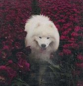 Samojeed - witte hond - hond in bloemenveld - Diamond Painting - 50 x 65 - Ronde steentjes