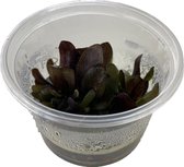 Echinodorus Reni 100cc InVitro - Aquariumplant in cup - Aquarium decoratie- Moerings