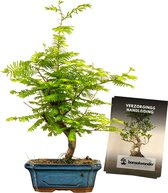 Bonsaiwonder - Metasequoia Classic - Bonsaiboom - Buiten bonsai - 8 jaar oud - Hoogte: 45cm, Ø 19cm - Met verzorghandleiding