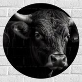 Muursticker Cirkel - Zwart stier staat voor zwarte achtergrond - 60x60 cm Foto op Muursticker