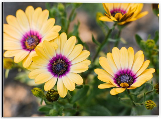 Dibond - Gele Spaanse Margriet Bloemen met Paarse Binnenkant - 40x30 cm Foto op Aluminium (Wanddecoratie van metaal)