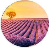 Dibond Muurcirkel - Kleine Boom in Mega Lavendelveld tijdens Zonsondergang - 60x60 cm Foto op Aluminium Muurcirkel (met ophangsysteem)