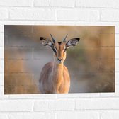 Muursticker - Vooraanzicht van Antilope op Bospad - 60x40 cm Foto op Muursticker