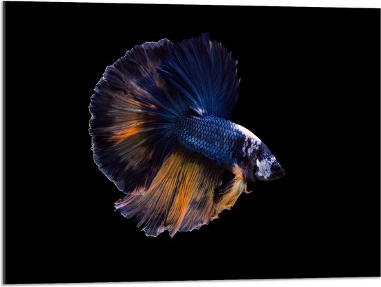 Acrylglas - Donkerblauwe Siamese Kempvis op Zwarte Achtergrond - 80x60 cm Foto op Acrylglas (Wanddecoratie op Acrylaat)
