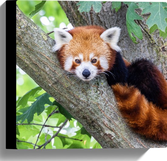 Canvas - Rode panda ligt in een boom op een tak - 30x30 cm Foto op Canvas Schilderij (Wanddecoratie op Canvas)