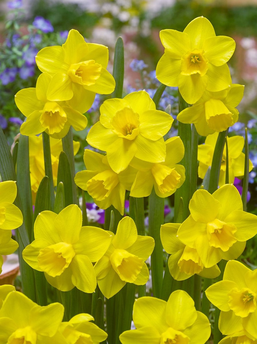 25x Narcissen 'Quail' - BULBi® Bloembollen met bloeigarantie
