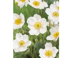 3x Anemoon 'Hybrida honorine jobert' - BULBi® Bloembollen met bloeigarantie