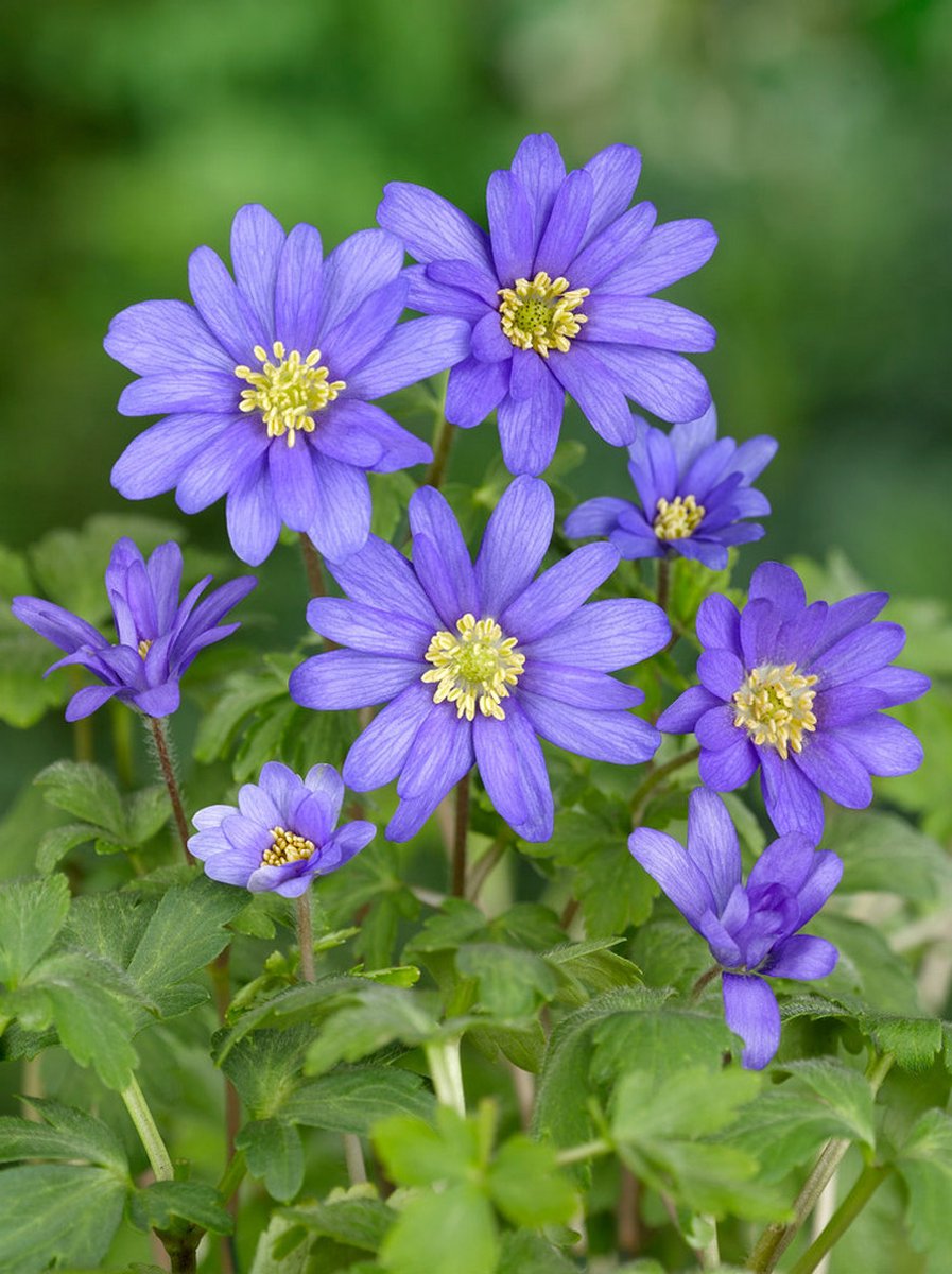 50x Anemoon 'Blue shades blanda' - BULBi® Bloembollen met bloeigarantie