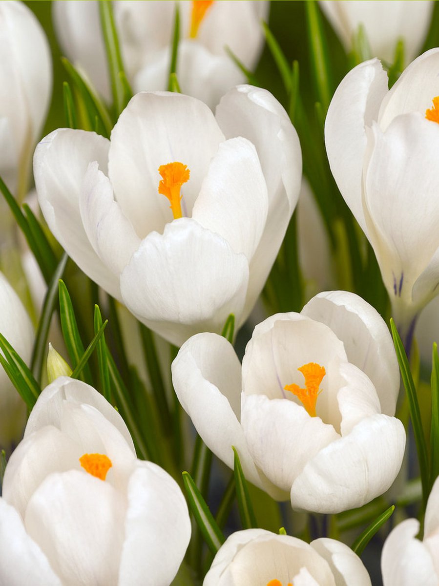 50x Crocus 'Jeanne d'arc grootbloemig' - BULBi® Bloembollen met bloeigarantie