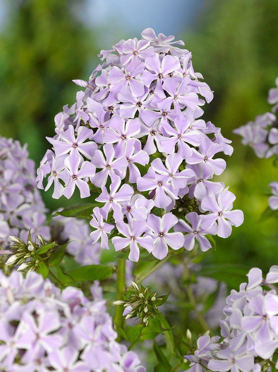 5x Vlambloem 'Phlox lilac time' - BULBi® Bloembollen met bloeigarantie