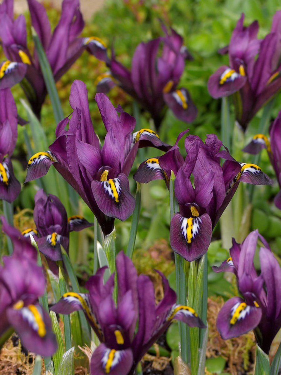 50x Iris 'Iris j.s. dijt reticulata' - BULBi® Bloembollen met bloeigarantie