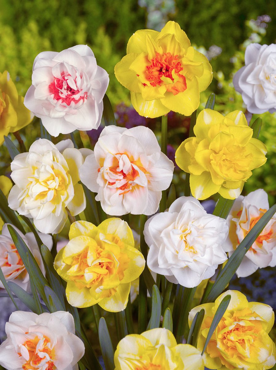 15x Narcissen 'Dubbel gemengd' - BULBi® Bloembollen met bloeigarantie