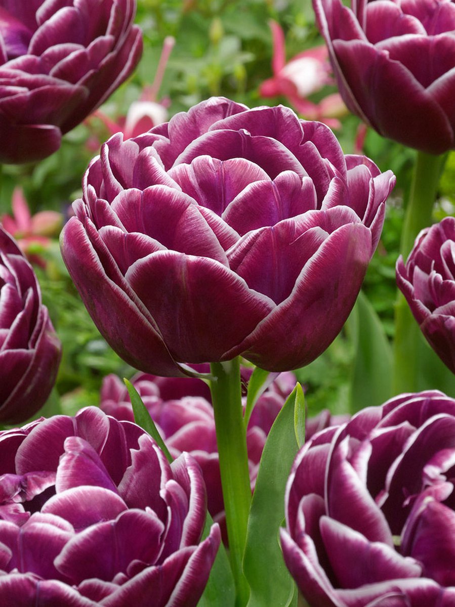 8x Tulpen 'Dream touch' - BULBi® Bloembollen met bloeigarantie