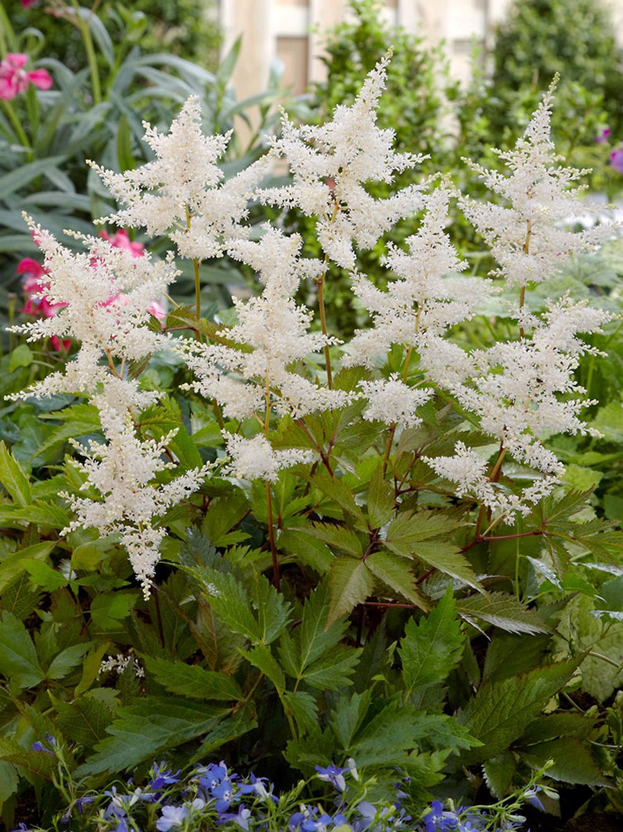 5x Pluimspirea 'Astilbe deutschland japonica' - BULBi® Bloembollen met bloeigarantie