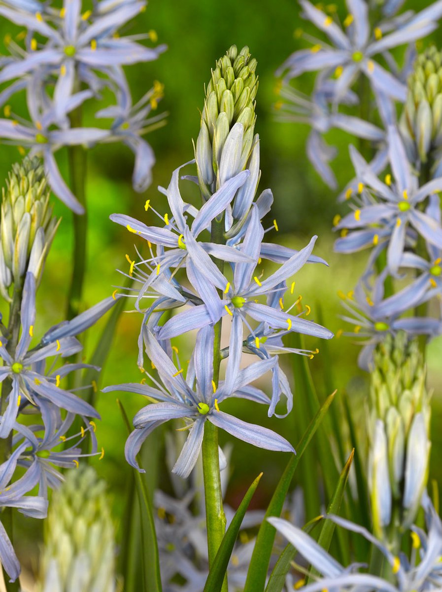 4x Indianenbloem 'Camassia cusickii' - BULBi® Bloembollen met bloeigarantie