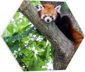 PVC Schuimplaat Hexagon - Rode panda zit in boom met hangende staart - 50x43.5 cm Foto op Hexagon (Met Ophangsysteem)