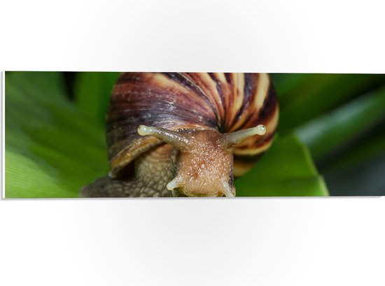 PVC Schuimplaat - Slak met gestreepte schelp zit op blad in een tuin ...