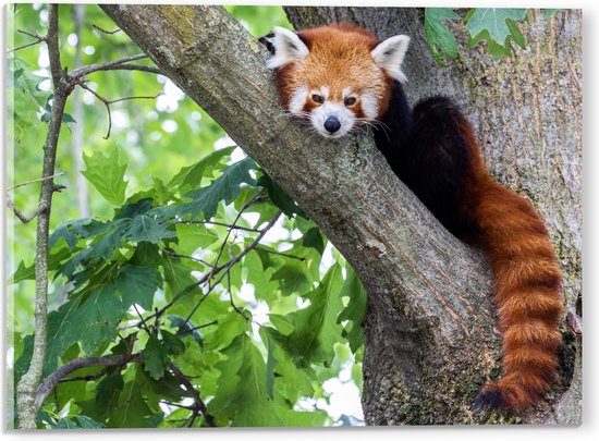 Acrylglas - Rode panda zit in boom met hangende staart - 40x30 cm Foto op Acrylglas (Wanddecoratie op Acrylaat)