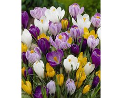 Crocus Grootbloemig Mix | 15 stuks | Krokus