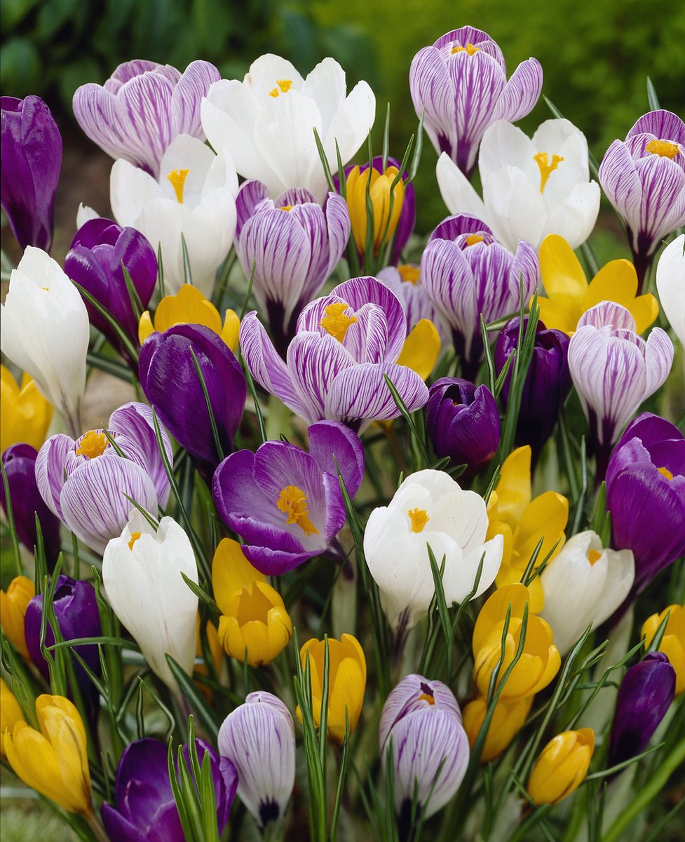 Crocus Grootbloemig Mix | 15 stuks | Krokus