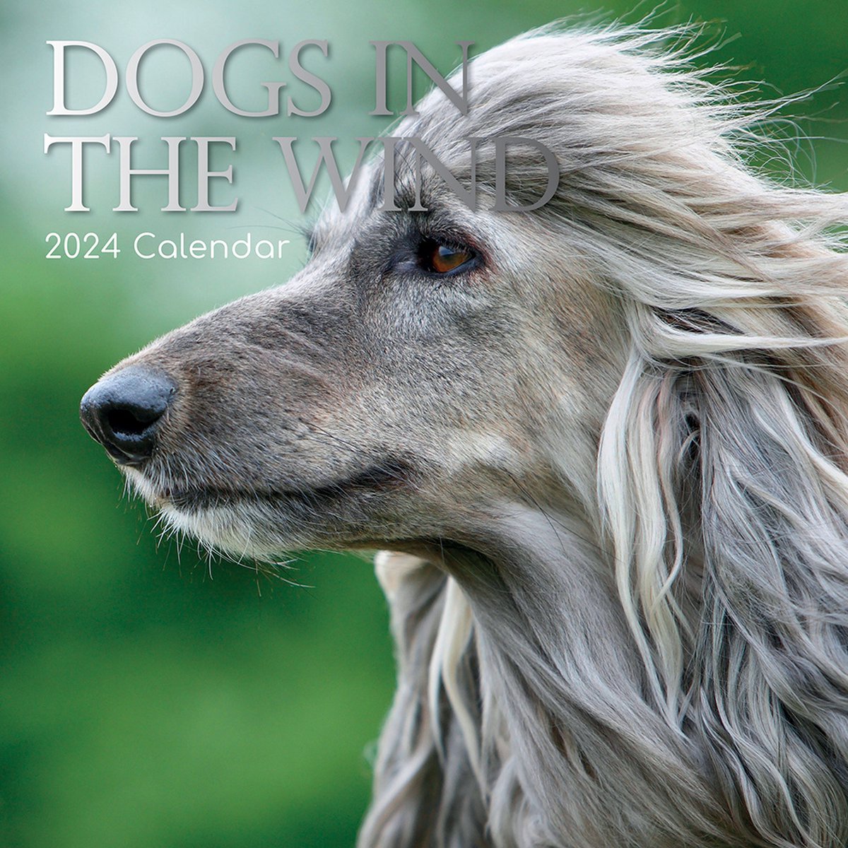 Dogs in the Wind Kalender 2024